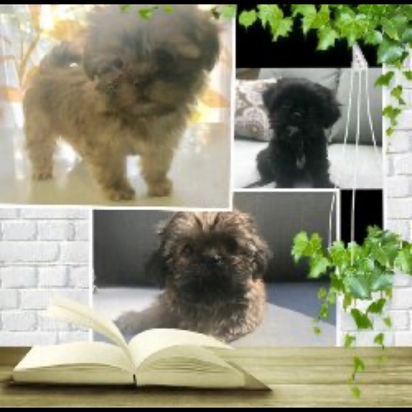 Meet your Posher, Largo - Picture 2 of 9